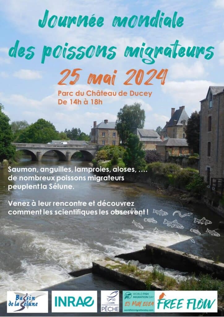 Le 25 mai, c’est la journée mondiale des poissons migrateurs !